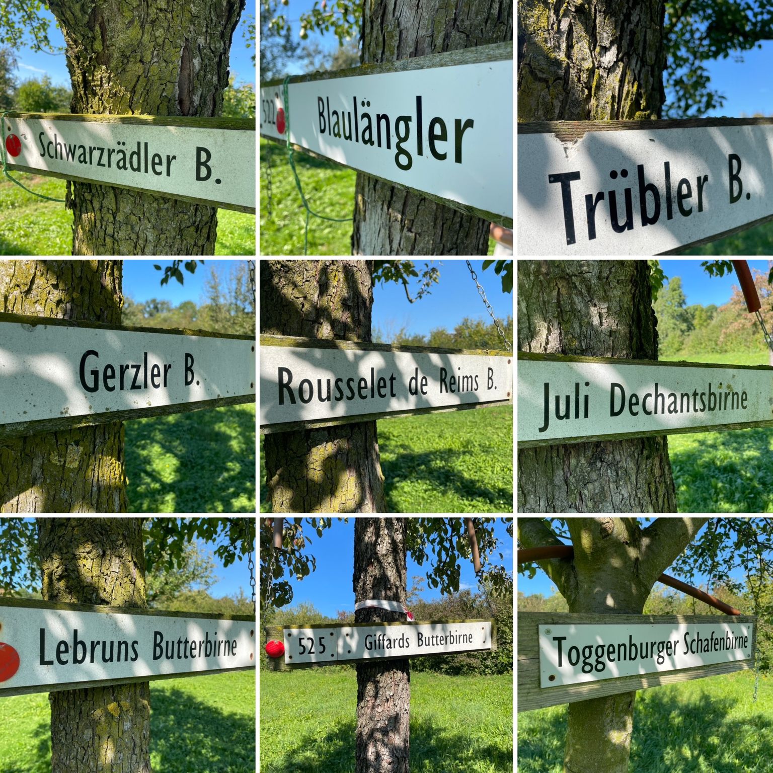 Diverse Schilder mit Sortenbezeichnung an Birnbäumen